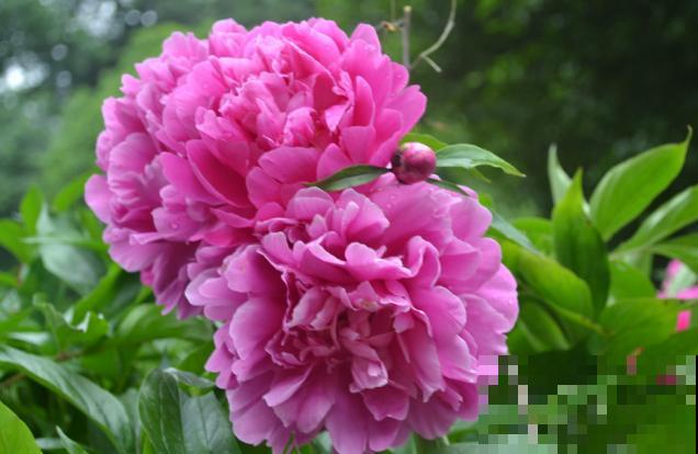 中国名花，五月花神，一开就惊艳全场！
