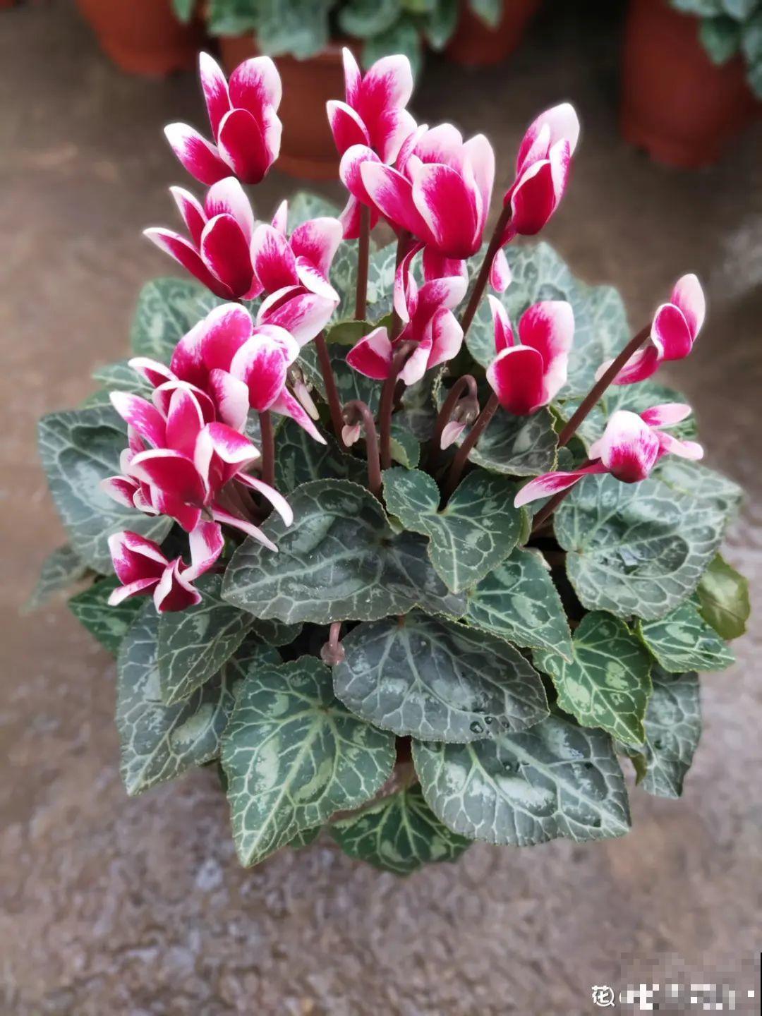 叶子唰啦全剪了，竟然冒出满盆花苞，神奇！