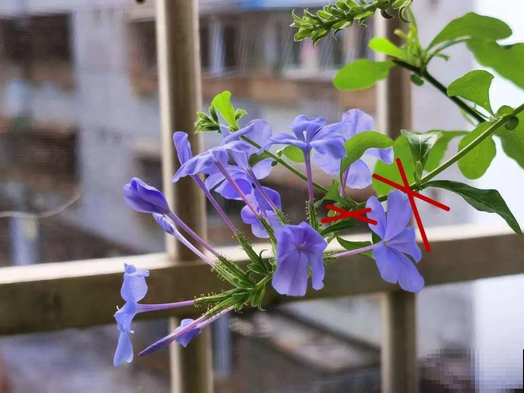 绣球马上剪，下个月就晚了，错过明年不开花