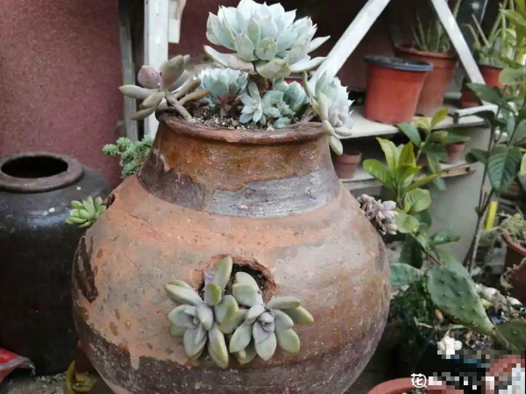 咸菜坛子先别丢,拿来养花,盆盆养成小树,太震撼 咸菜坛子先别丢,拿来养花,盆盆养成小树,太震撼