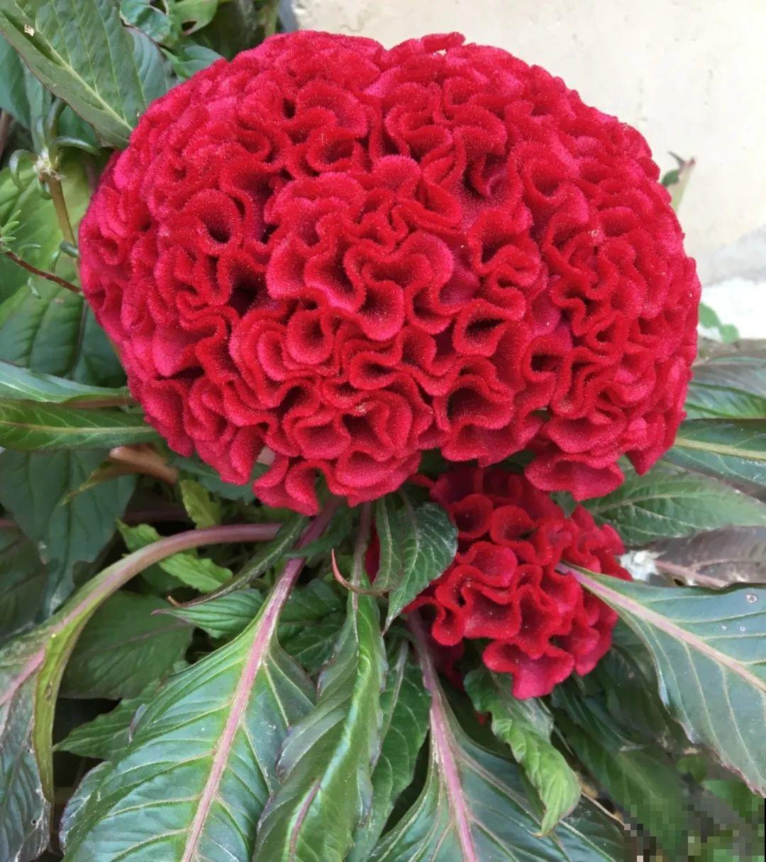 农村院子没人管的花，一长一大片，天热美翻了！