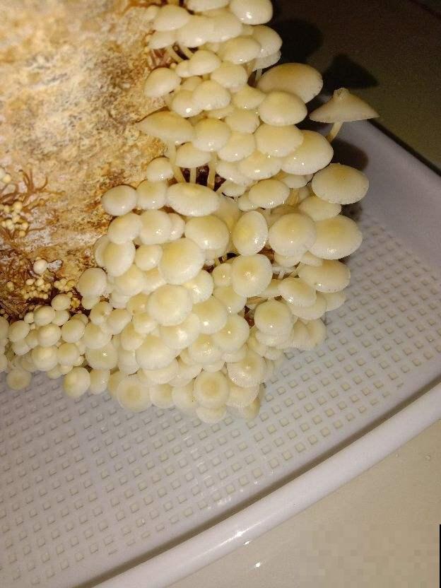 3种开胃小菜，5分钟就能做好，开胃下饭越吃越香！