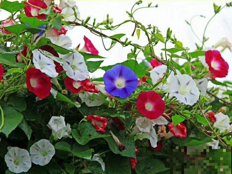 院子养3种花,嗖嗖爬满墙,夏天特凉快 院子养3种花,嗖嗖爬满墙,夏天特凉快