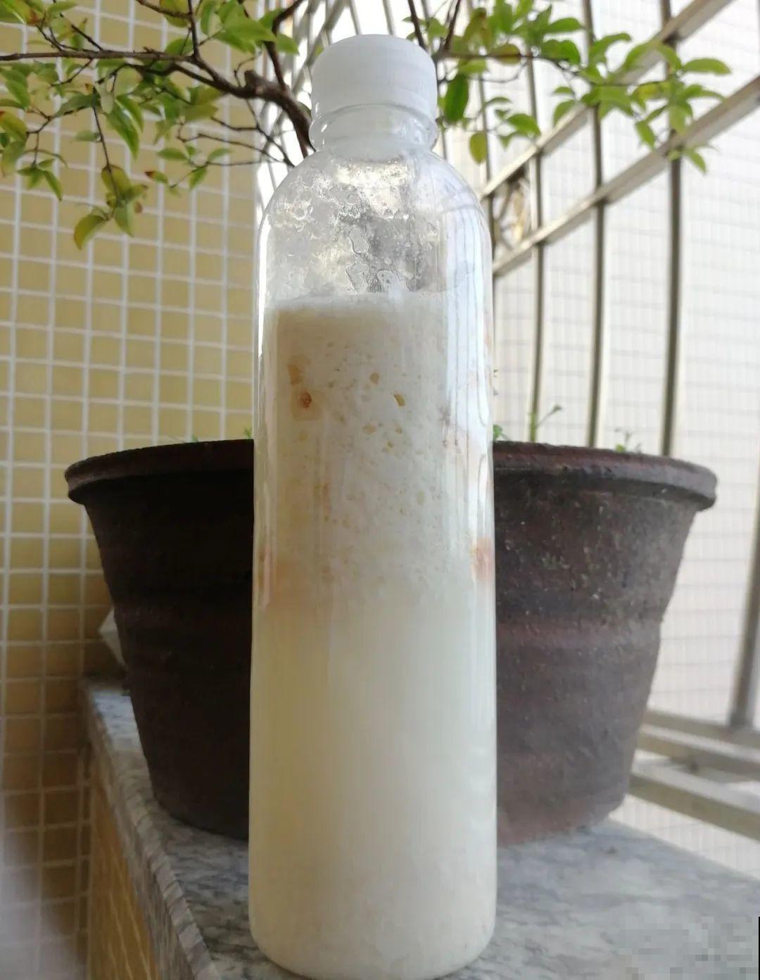 9种花真是老酒鬼，5天一小杯，叶子绿得像打蜡！