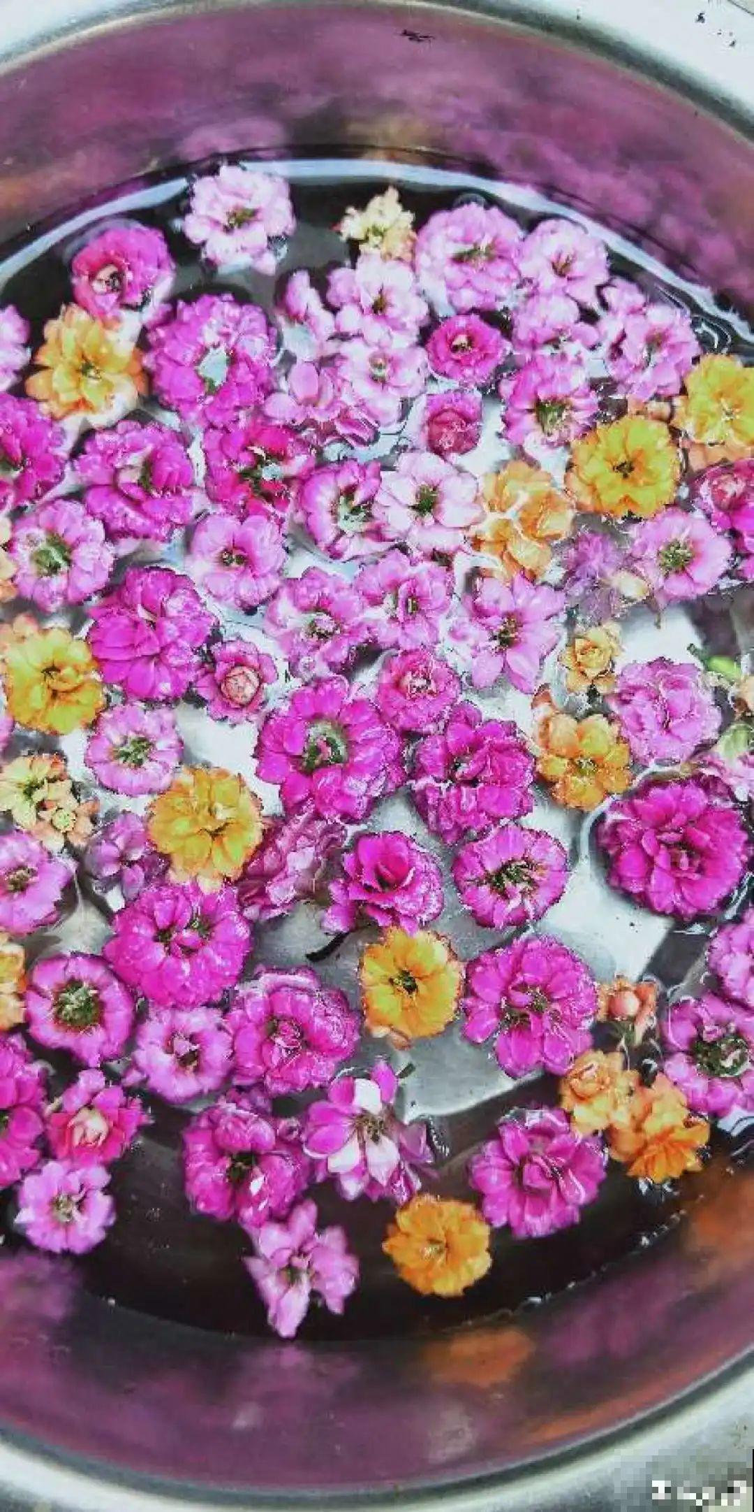 8种花夏天太容易死,现在赶紧扦插,死了也不心疼! 8种花夏天太容易死,现在赶紧扦插,死了也不心疼!