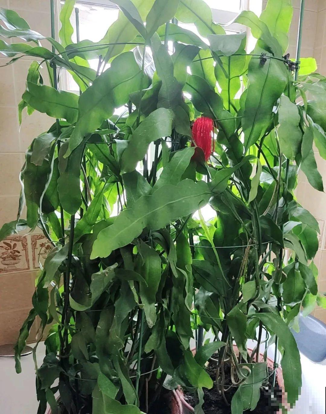 叶子唰啦全剪了，竟然冒出满盆花苞，神奇！