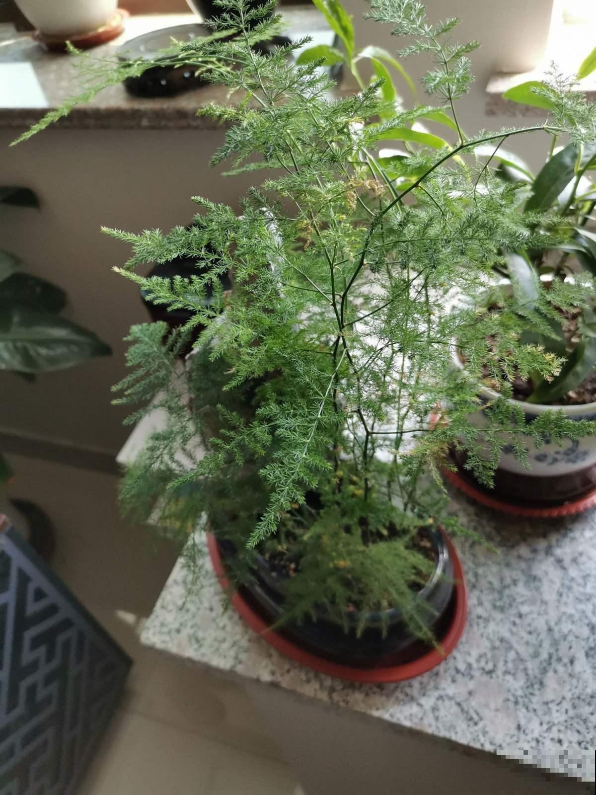 养文竹，注意2个小问题，叶子绿如云！