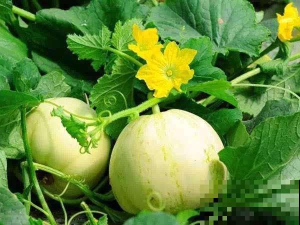 老人常说夏吃瓜，入夏多吃3种瓜，滋养脾胃身体好！