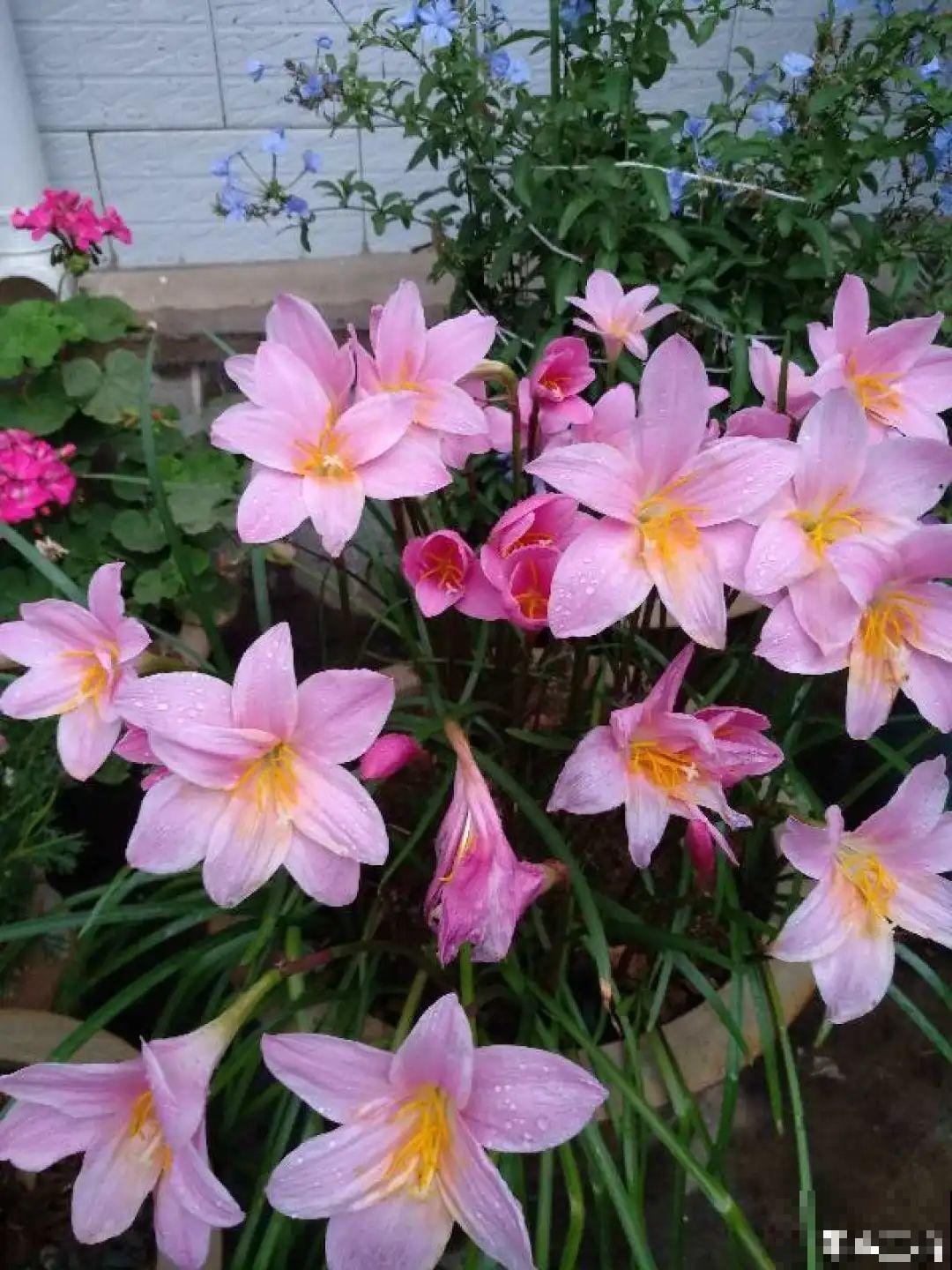 家里养这20种花,呼呼开花,花多得看不见叶 家里养这20种花,呼呼开花,花多得看不见叶