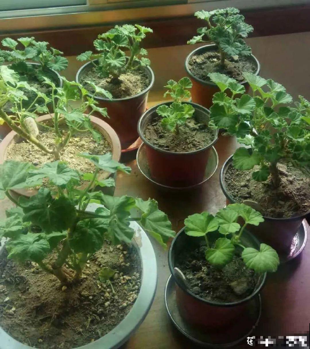 8种花，5月要赶紧修剪，剪完了还能窜新芽