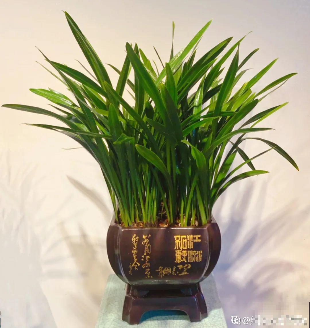 20种花,夏天这么浇水,长得快、开花多! 20种花,夏天这么浇水,长得快、开花多!