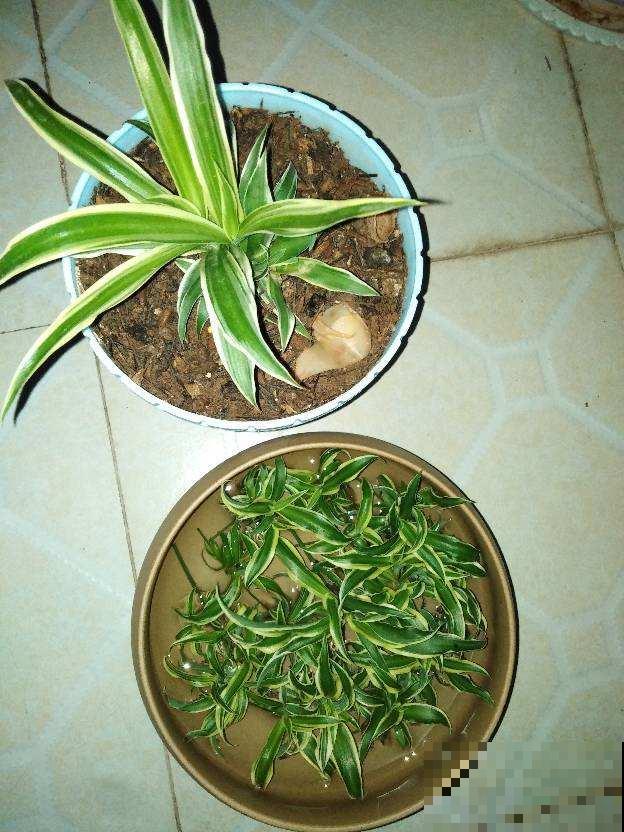 家里这盆花太烦人,掉下叶子就长出新苗,怎么养都养不死 家里这盆花太烦人,掉下叶子就长出新苗,怎么养都养不死