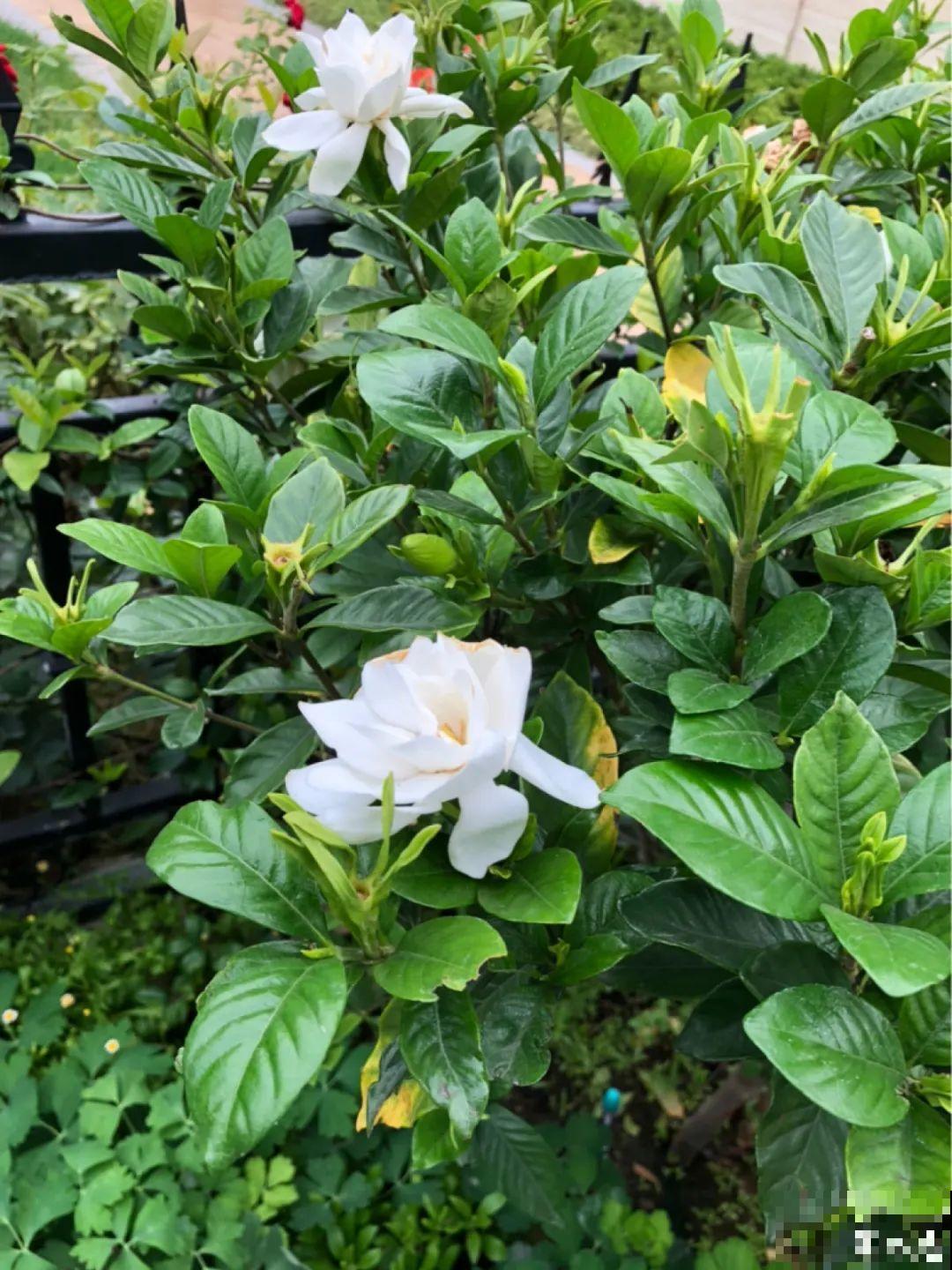 夏天花卉叶子哗哗掉,赶紧遮阴,不然掉成光杆司令 夏天花卉叶子哗哗掉,赶紧遮阴,不然掉成光杆司令