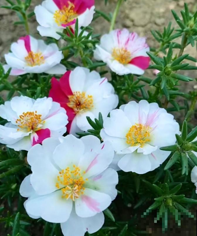 死不了的太阳花，夏天能把盆撑破，20多个品种你都没见过！