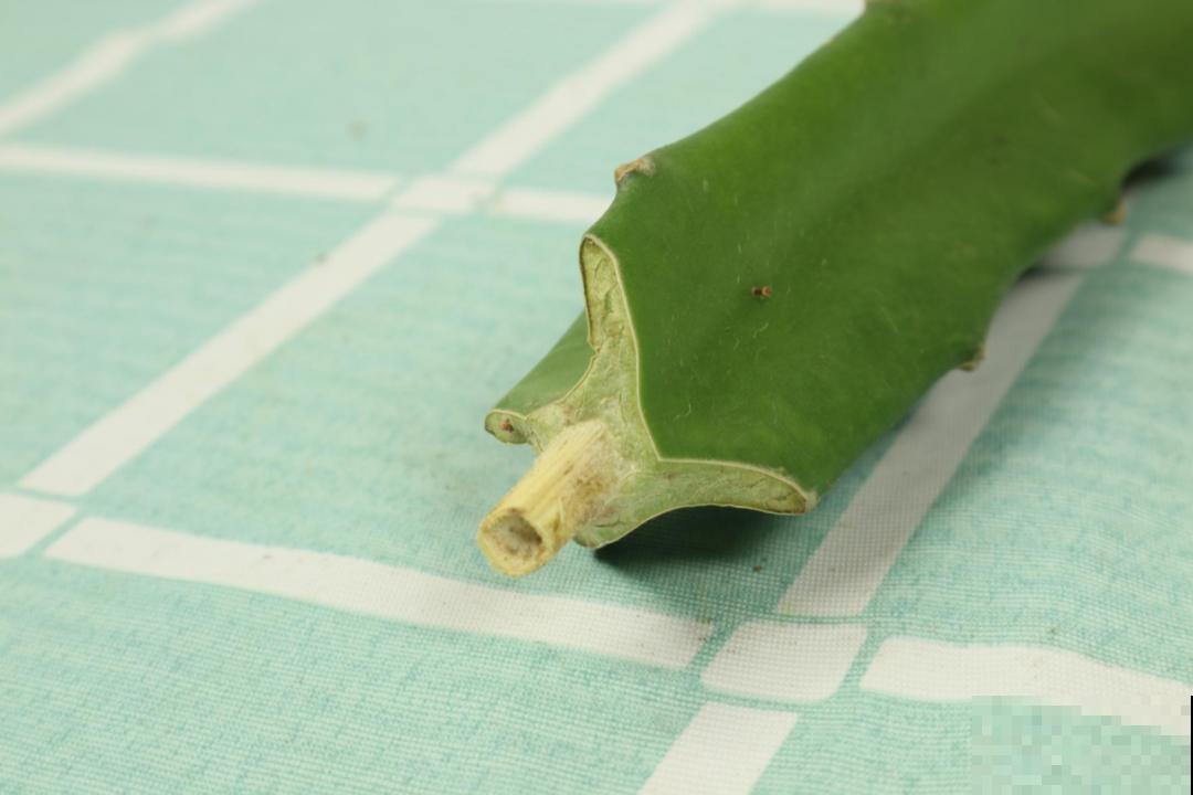 火龙果的叶子长得眼熟，仔细一看竟是蟹爪兰，还能接出甜果子！