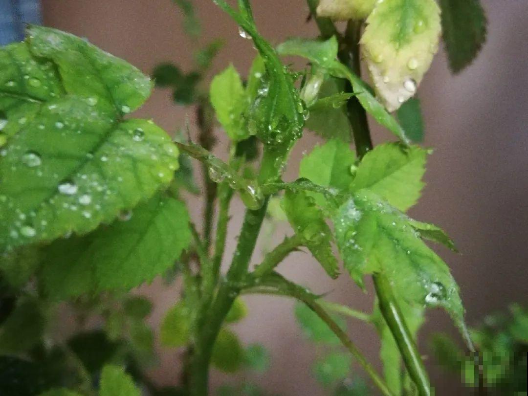 10种水有“毒”,夏天浇花,浇一盆死一盆! 10种水有“毒”,夏天浇花,浇一盆死一盆!