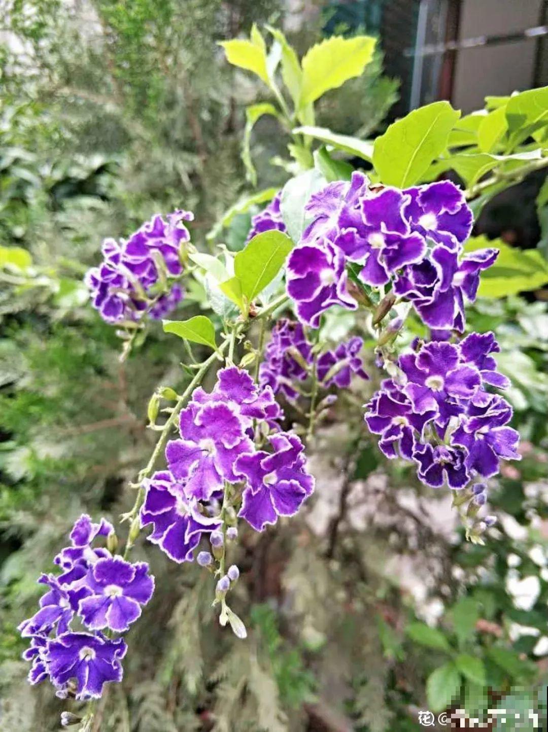 香水花和臭味花，一个香一个臭，千万别养错了！