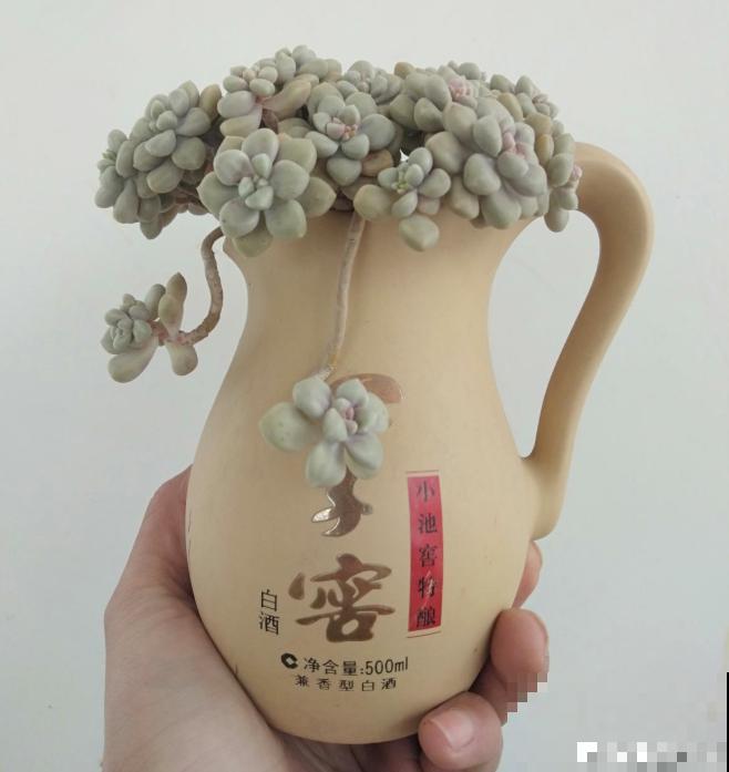 花盆买不起，自己动手做，好看又实用！