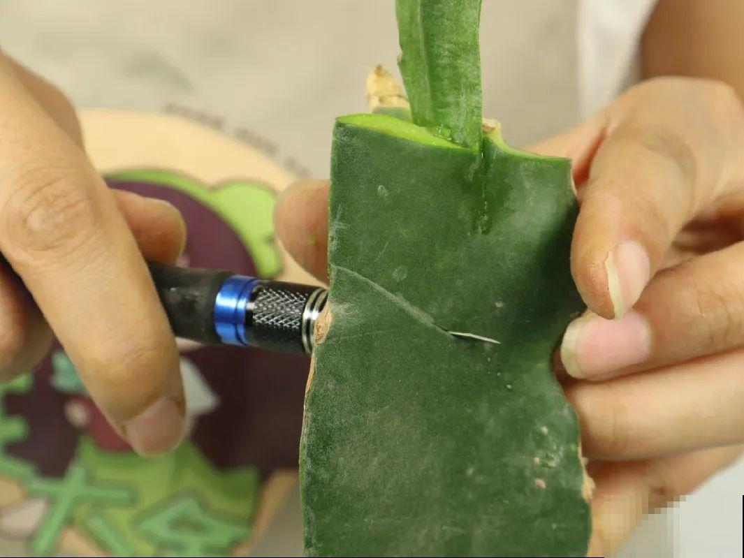 火龙果的叶子长得眼熟，仔细一看竟是蟹爪兰，还能接出甜果子！