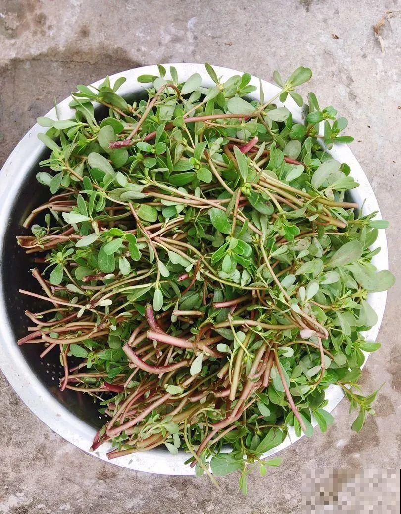 8种花夏天必须养,掐一把炒菜特别香,清热去火不中暑! 8种花夏天必须养,掐一把炒菜特别香,清热去火不中暑!