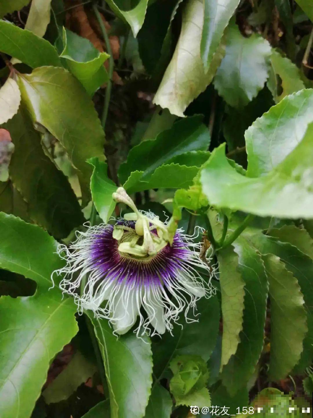 佛手瓜寓意好,家里养一棵,果子挂满枝头 佛手瓜寓意好,家里养一棵,果子挂满枝头