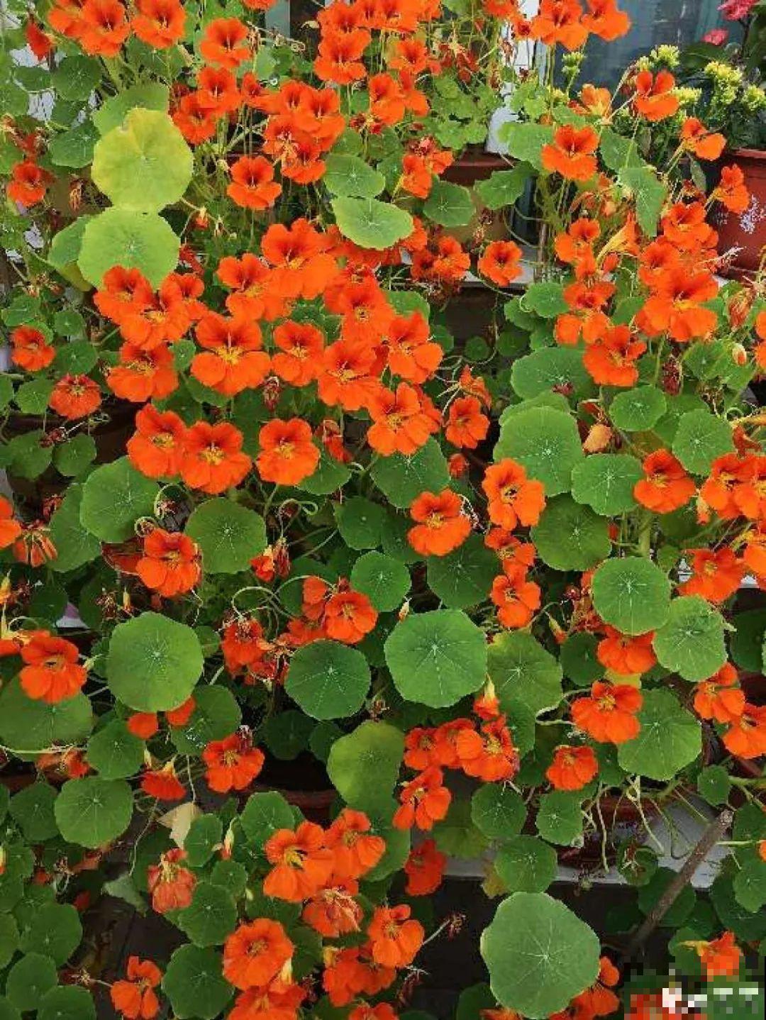 20种花,夏天要休眠,一浇水就死! 20种花,夏天要休眠,一浇水就死!