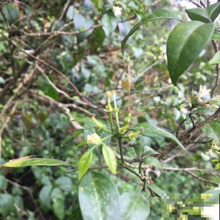 名字吓人叫做断肠草,听起来害怕,其实有神奇作用! 名字吓人叫做断肠草,听起来害怕,其实有神奇作用!