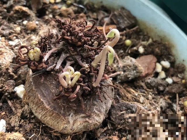 夏天潮湿闷热，一不小心花就烂根，看准时机砍掉，照样长出新叶子