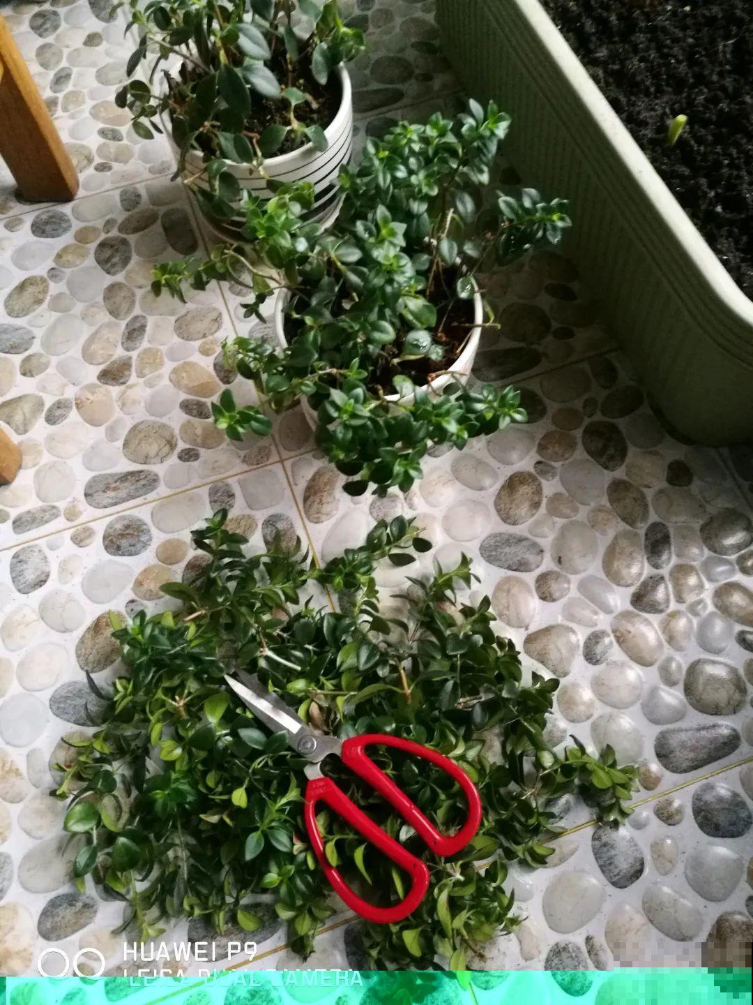 常见8种花，到花期还不开，赶紧剪一刀，花苞嗖嗖冒！