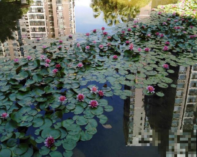 这花是佛教名花，出尘脱俗，见花保吉祥！