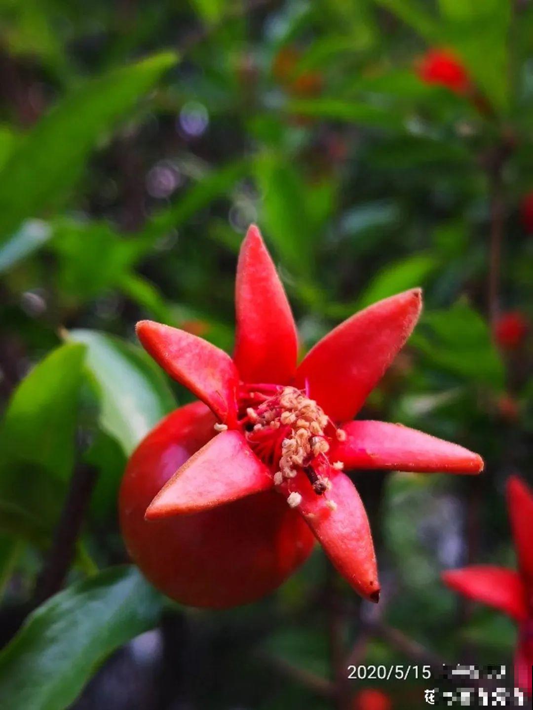 门口养棵大花树,风吹就开花,20年变成传家宝! 门口养棵大花树,风吹就开花,20年变成传家宝!