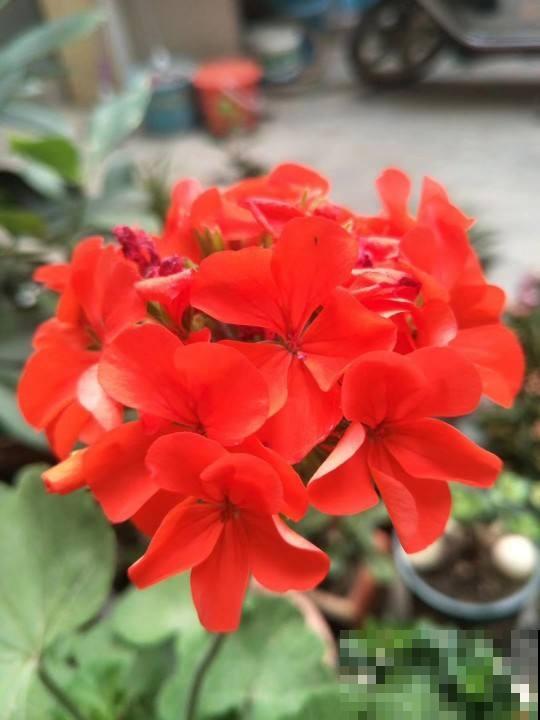 晾衣杆上养盆蓝雪花，花呼呼长，活像一片花窗帘