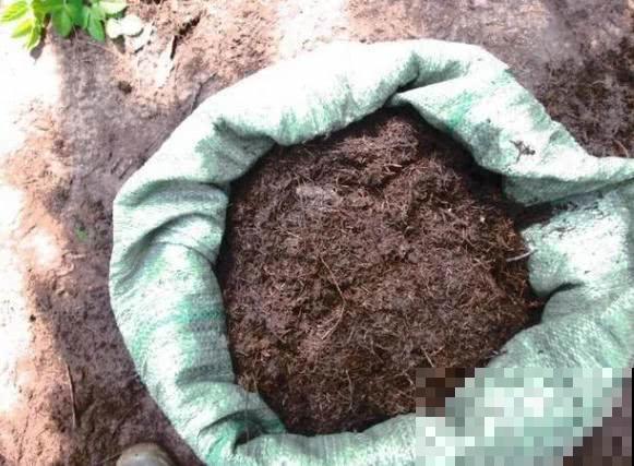 一个捡来的破麻袋,养花效果杠杠的,透气透水不再烂根! 一个捡来的破麻袋,养花效果杠杠的,透气透水不再烂根!