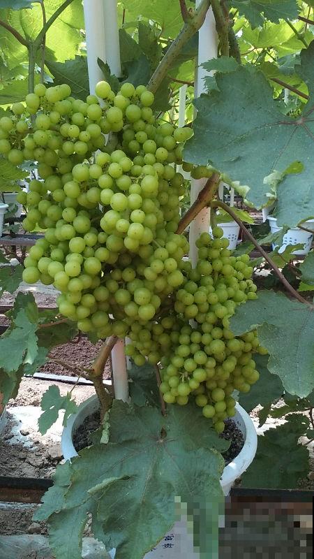 夏天就得多吃瓜,清热解毒还消暑,挑到好瓜最重要 夏天就得多吃瓜,清热解毒还消暑,挑到好瓜最重要