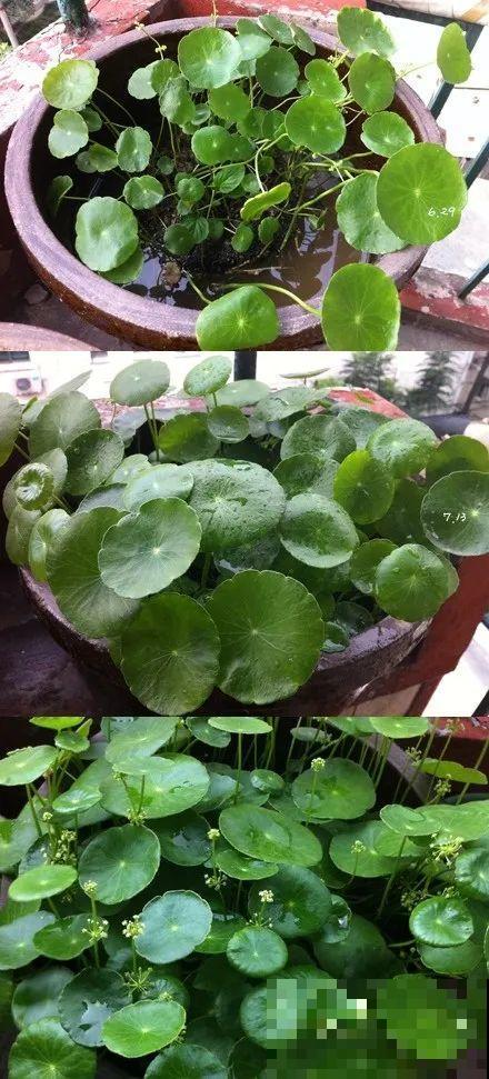 10种花爱淋雨，下雨扔外面，比白菜长的还快！