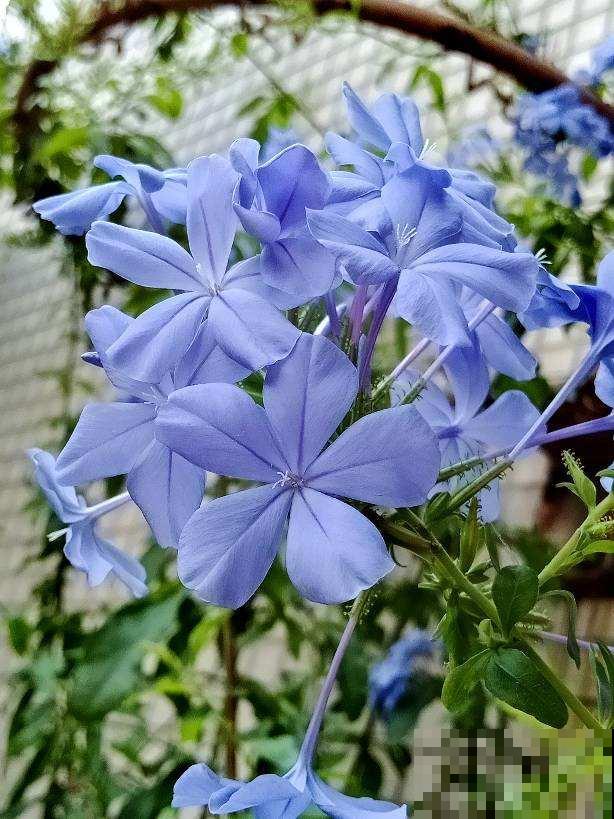 4种花夏天会休眠，剪一刀、放阴凉地，秋天继续开花