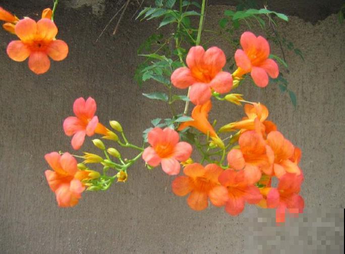 最美的路边花，沾土爬满墙，越热开得越多！