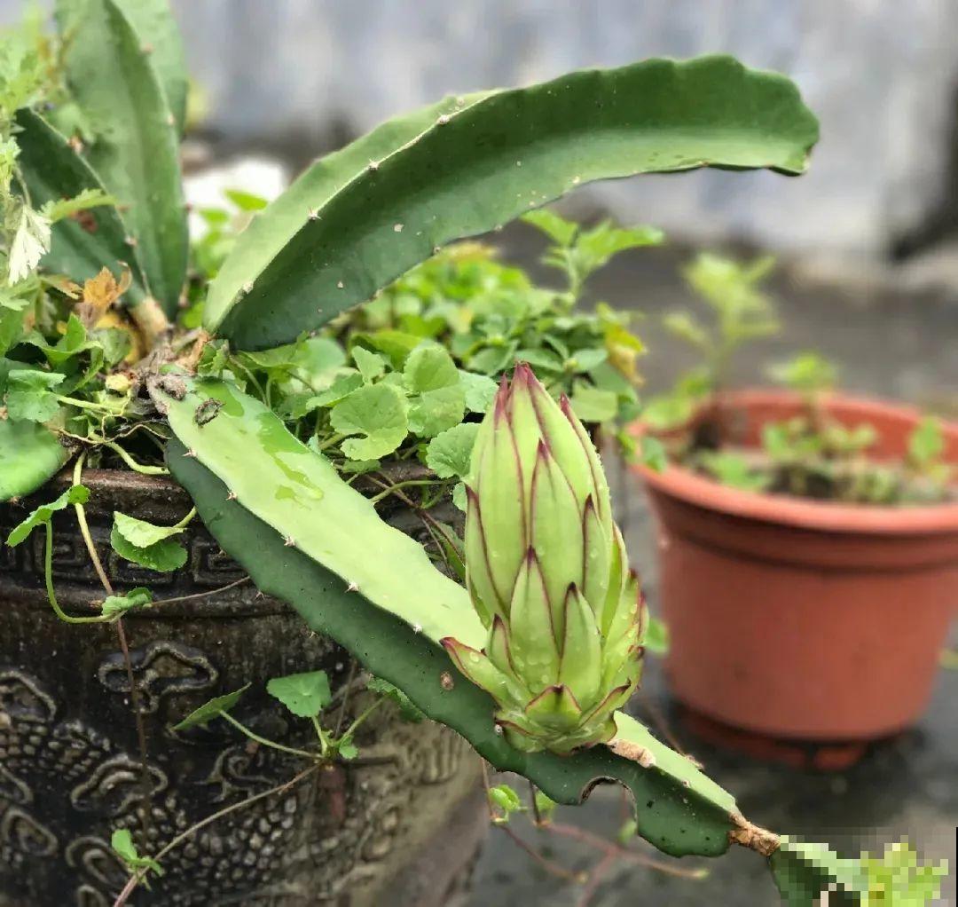 火龙果的叶子长得眼熟，仔细一看竟是蟹爪兰，还能接出甜果子！