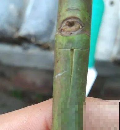 7月出梅，7月入伏，这些花赶紧收拾了！