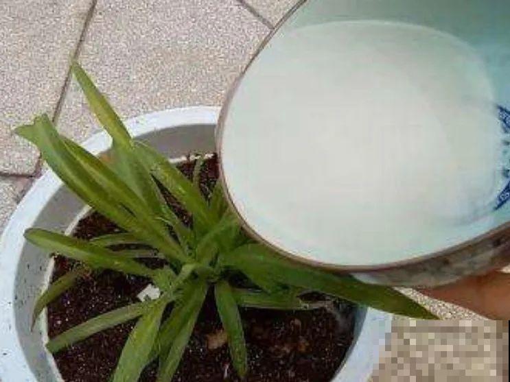 10种水有“毒”,夏天浇花,浇一盆死一盆! 10种水有“毒”,夏天浇花,浇一盆死一盆!