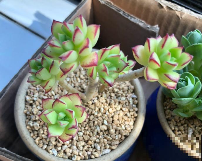 谁说北阳台不能养多肉?这些耐阴品种,照样长得美美的! 谁说北阳台不能养多肉?这些耐阴品种,照样长得美美的!