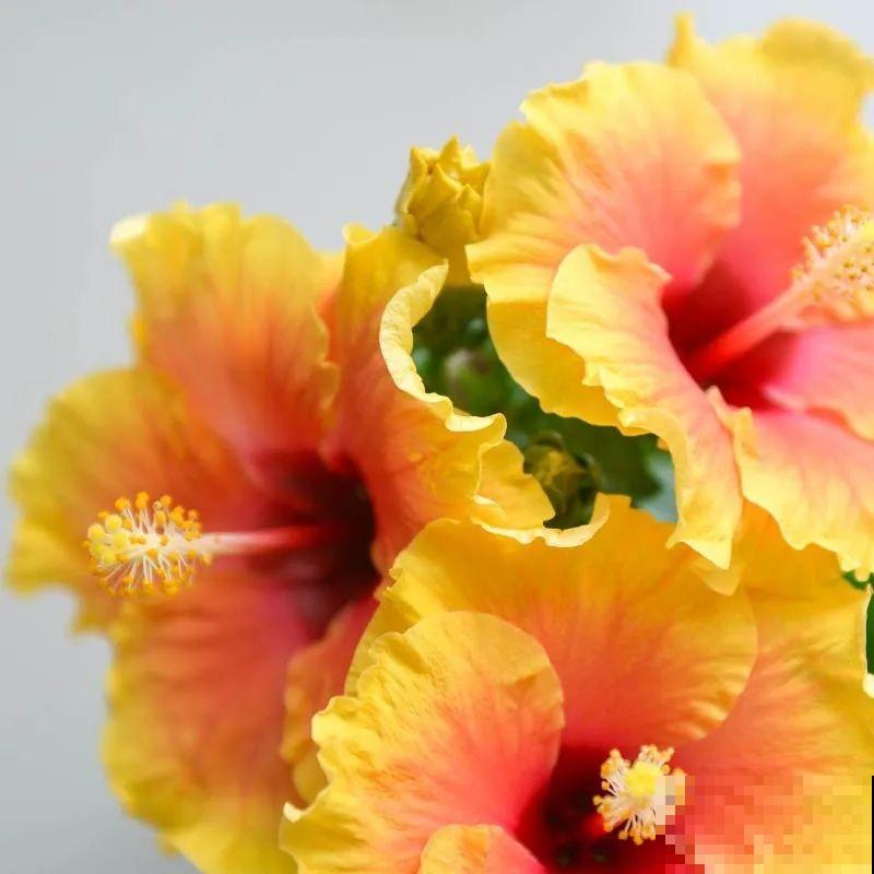 夏天养盆朱槿花,全年都开花,一朵花比脸还大 夏天养盆朱槿花,全年都开花,一朵花比脸还大