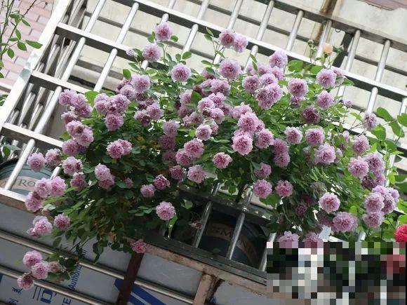 绣球马上剪，下个月就晚了，错过明年不开花