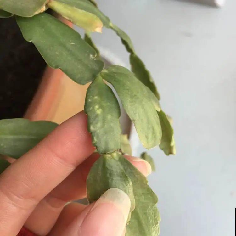 夏天到了，这10种花不能晒，否则干枯黄叶死翘翘