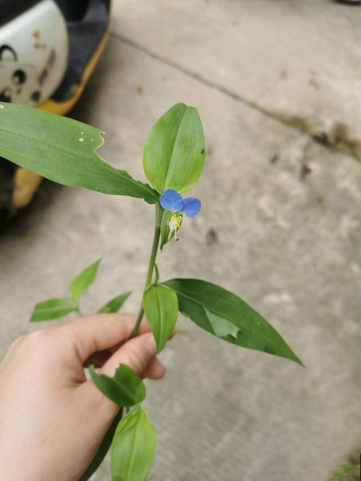 野外挖棵鸭跖草，装盆里就开花，紫莹莹小花特美！