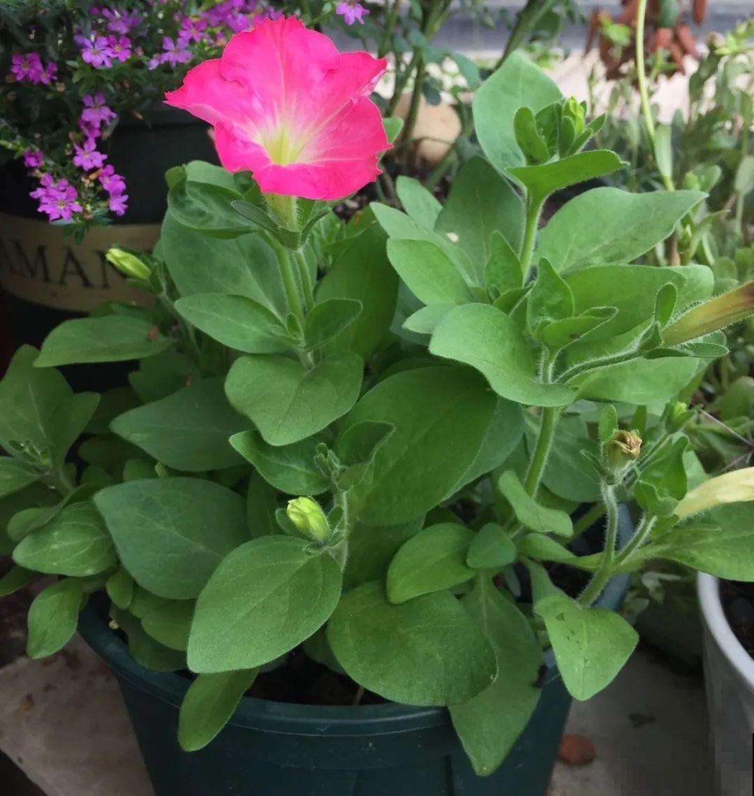 8种花，5月要赶紧修剪，剪完了还能窜新芽