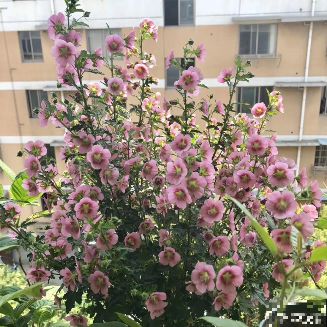 这20种花，晒不死、热不死，天热一直狂开花！