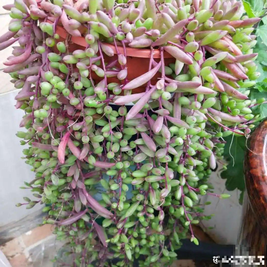 18种最好养的花大盘点，绿萝只能排倒第一！