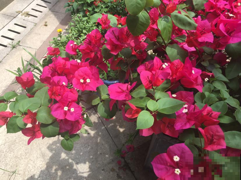 4个方法养三角梅，开花多得不见叶，还能养成花瀑布
