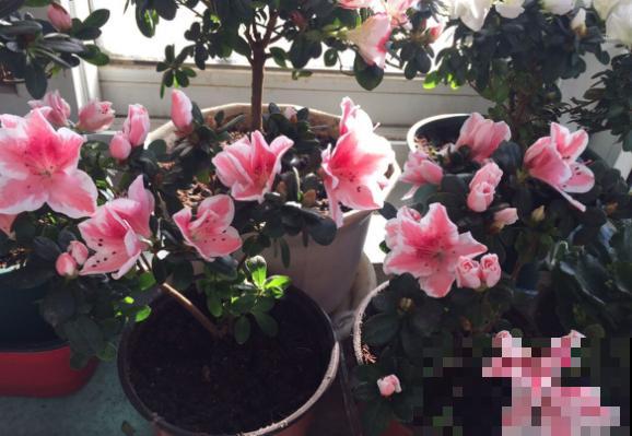 不会判断休眠期，难怪你家的花，夏天总是死！